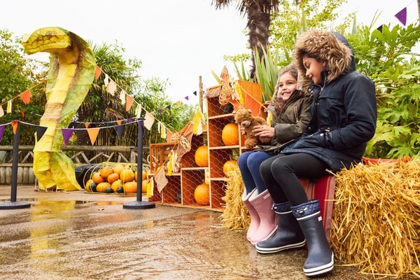 Child sitting by hay bales and pumpkins in an autumn display at Chester Zoo