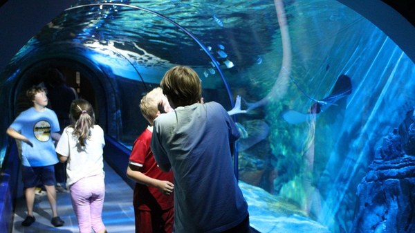 Visitors looking into a large tank at Exploris Aquarium
