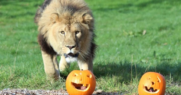 Rainy-Day Days Out in the UK: Zoos, Museums and Aquariums on LoveToVisit Lion walking towards carved pumpkins at ZSL Whipsnade Zoo, as shown on LoveToVisit